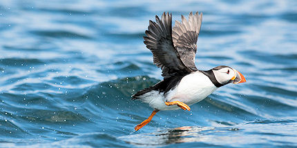 Look out for characterful puffins